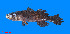  (Eleotris vittata - CMGA035)  @11 [ ] copyright © (2023) Nicolas Roland Owo University Nangui Abrogoua