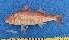  ( - CPB9-07)  @11 [ ] copyright © (2024) Philippe BÉAREZ Muséum national d'histoire naturelle