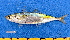 ( - CPB9-08)  @11 [ ] copyright © (2024) Philippe BÉAREZ Muséum national d'histoire naturelle