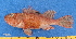  ( - CPB9-09)  @11 [ ] copyright © (2024) Philippe BÉAREZ Muséum national d'histoire naturelle