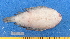  ( - CPB9-36)  @11 [ ] copyright © (2024) Philippe BÉAREZ Muséum national d'histoire naturelle