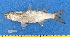  ( - CPB9-37)  @11 [ ] copyright © (2024) Philippe BÉAREZ Muséum national d'histoire naturelle