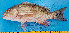  (Lutjanus cf. goreensis - WFRC007)  @11 [ ] copyright © (2024) OWO Nicolas Roland Université Nangui ABROGOUA