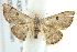  ( - IM09-0214)  @13 [ ] CreativeCommons - Attribution (2011) CBG Photography Group Centre for Biodiversity Genomics