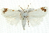  ( - IM09-0217)  @13 [ ] CreativeCommons - Attribution (2011) CBG Photography Group Centre for Biodiversity Genomics