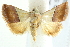  ( - IM10-0120)  @13 [ ] CreativeCommons - Attribution (2011) CBG Photography Group Centre for Biodiversity Genomics