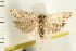  (Agriophara sp. 14 - IM06-0085)  @13 [ ] CreativeCommons - Attribution (2008) Unspecified Centre for Biodiversity Genomics