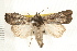  (Leucania designata - IM06-0309)  @14 [ ] CreativeCommons - Attribution (2008) Unspecified Centre for Biodiversity Genomics
