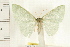  ( - IM07-0351)  @13 [ ] CreativeCommons - Attribution (2008) Unspecified Centre for Biodiversity Genomics