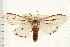  ( - IM07-0934)  @13 [ ] CreativeCommons - Attribution (2008) Unspecified Centre for Biodiversity Genomics