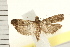  ( - IM08-0160)  @13 [ ] CreativeCommons - Attribution (2008) Unspecified Centre for Biodiversity Genomics