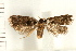  ( - IM08-0286)  @14 [ ] CreativeCommons - Attribution (2008) Unspecified Centre for Biodiversity Genomics