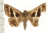  ( - IM08-0779)  @13 [ ] CreativeCommons - Attribution (2008) Unspecified Centre for Biodiversity Genomics