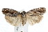  (Agriophara confertella - IM08-2066)  @15 [ ] CreativeCommons - Attribution (2011) CBG Photography Group Centre for Biodiversity Genomics