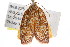  ( - IM08-2075)  @13 [ ] CreativeCommons - Attribution (2011) CBG Photography Group Centre for Biodiversity Genomics