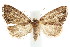  ( - IM08-2249)  @14 [ ] CreativeCommons - Attribution (2011) CBG Photography Group Centre for Biodiversity Genomics