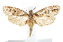  ( - IM08-2271)  @13 [ ] CreativeCommons - Attribution (2011) CBG Photography Group Centre for Biodiversity Genomics