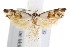  ( - IM08-2299)  @14 [ ] CreativeCommons - Attribution (2011) CBG Photography Group Centre for Biodiversity Genomics