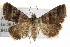 ( - IM08-2344)  @14 [ ] CreativeCommons - Attribution (2011) CBG Photography Group Centre for Biodiversity Genomics