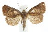  (Amyna natalis - IM08-2502)  @14 [ ] CreativeCommons - Attribution (2011) CBG Photography Group Centre for Biodiversity Genomics