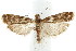  ( - IM08-2536)  @14 [ ] CreativeCommons - Attribution (2011) CBG Photography Group Centre for Biodiversity Genomics