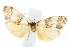 ( - IM08-2537)  @13 [ ] CreativeCommons - Attribution (2011) CBG Photography Group Centre for Biodiversity Genomics