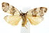  ( - IM08-2633)  @13 [ ] CreativeCommons - Attribution (2011) CBG Photography Group Centre for Biodiversity Genomics