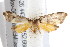  ( - IM08-2657)  @13 [ ] CreativeCommons - Attribution (2011) CBG Photography Group Centre for Biodiversity Genomics