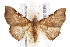  ( - IM08-2688)  @14 [ ] CreativeCommons - Attribution (2011) CBG Photography Group Centre for Biodiversity Genomics