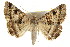  (Mocis alterna - IM08-2700)  @15 [ ] CreativeCommons - Attribution (2011) CBG Photography Group Centre for Biodiversity Genomics