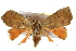  ( - IM08-2716)  @13 [ ] CreativeCommons - Attribution (2011) CBG Photography Group Centre for Biodiversity Genomics