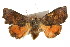  ( - IM08-2728)  @14 [ ] CreativeCommons - Attribution (2011) CBG Photography Group Centre for Biodiversity Genomics