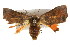  ( - IM08-2729)  @13 [ ] CreativeCommons - Attribution (2011) CBG Photography Group Centre for Biodiversity Genomics