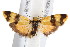 ( - IM08-2746)  @13 [ ] CreativeCommons - Attribution (2011) CBG Photography Group Centre for Biodiversity Genomics