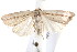  ( - IM08-2757)  @14 [ ] CreativeCommons - Attribution (2011) CBG Photography Group Centre for Biodiversity Genomics