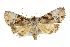  ( - IM08-2852)  @14 [ ] CreativeCommons - Attribution (2011) CBG Photography Group Centre for Biodiversity Genomics