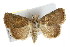  ( - IM08-2853)  @14 [ ] CreativeCommons - Attribution (2011) CBG Photography Group Centre for Biodiversity Genomics