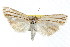  ( - IM08-2909)  @14 [ ] CreativeCommons - Attribution (2011) CBG Photography Group Centre for Biodiversity Genomics