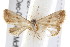  ( - IM08-3004)  @14 [ ] CreativeCommons - Attribution (2011) CBG Photography Group Centre for Biodiversity Genomics