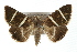  ( - IM09-0013)  @14 [ ] CreativeCommons - Attribution (2011) CBG Photography Group Centre for Biodiversity Genomics