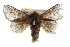  ( - IM09-0105)  @11 [ ] CreativeCommons - Attribution (2011) CBG Photography Group Centre for Biodiversity Genomics