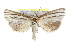  ( - IM09-0135)  @14 [ ] CreativeCommons - Attribution (2011) CBG Photography Group Centre for Biodiversity Genomics