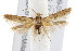  ( - IM09-0161)  @13 [ ] CreativeCommons - Attribution (2011) CBG Photography Group Centre for Biodiversity Genomics