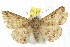  ( - IM06-0229)  @14 [ ] CreativeCommons - Attribution (2011) CBG Photography Group Centre for Biodiversity Genomics
