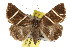  ( - IM06-0529)  @14 [ ] CreativeCommons - Attribution (2011) CBG Photography Group Centre for Biodiversity Genomics