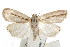  ( - IM06-0557)  @14 [ ] CreativeCommons - Attribution (2011) CBG Photography Group Centre for Biodiversity Genomics