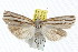  ( - IM06-0767)  @14 [ ] CreativeCommons - Attribution (2011) CBG Photography Group Centre for Biodiversity Genomics