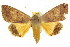  ( - IM07-0275)  @14 [ ] CreativeCommons - Attribution (2011) CBG Photography Group Centre for Biodiversity Genomics