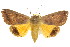  ( - IM07-0356)  @15 [ ] CreativeCommons - Attribution (2011) CBG Photography Group Centre for Biodiversity Genomics