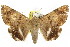  ( - IM07-0358)  @14 [ ] CreativeCommons - Attribution (2011) CBG Photography Group Centre for Biodiversity Genomics
